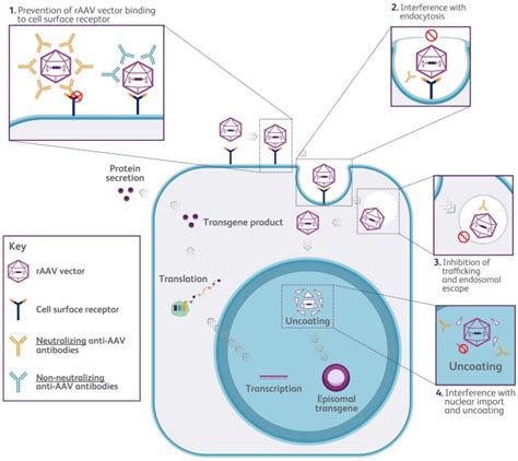 anti-aav9 elisa kit|creative diagnostics anti aav9.